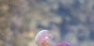 Jak kierować swoim życiem by było to życie wartościowe?