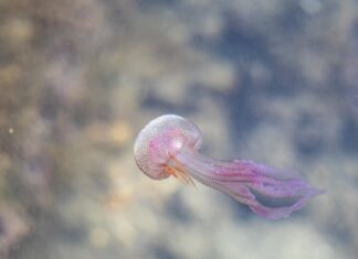 Jak kierować swoim życiem by było to życie wartościowe? Jak kierować swoim życiem by było to życie wartościowe?