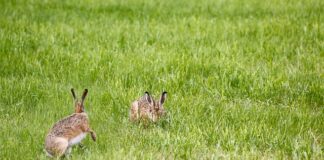Jak ustawić pilotem lampę solarna?