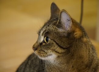 Kim jest Galadriela dla Elronda? Kim jest Galadriela dla Elronda?