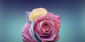 Czego nie lubią róże?