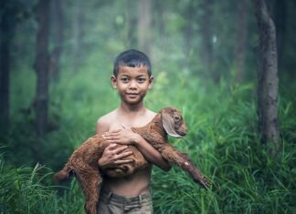Czy koza musi być Zakolczykowana? Czy koza musi być Zakolczykowana?