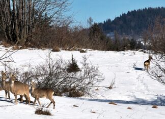 Czy z wiatrówki można zabić sarnę?