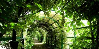 Co to jest pergola drewniana?
