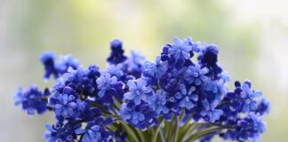 Co ile słupki do winogron?