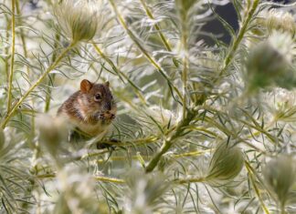 Czy szczury gryzą piankę montażową? Czy szczury gryzą piankę montażową?