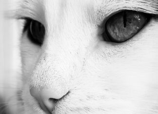 Co było napisane na pierścieniu Saurona?