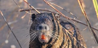 Czy można strzelać do szczurów?