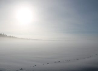 Czy z wiatrówki można zabić zająca?