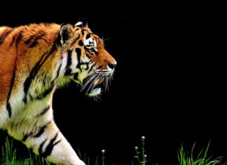 Ile kosztuje automat do bramy przesuwnej?