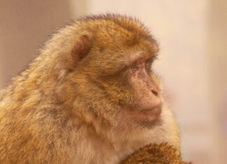 Czy opłaca się grzać kominkiem? Czy opłaca się grzać kominkiem?