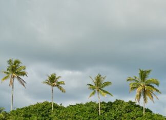 Co posadzić pod pergolą?