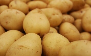 Jaką piłę wybrać do domu?