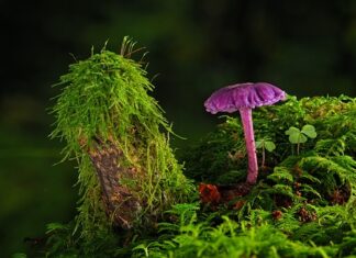 Jak zmyć farbę akrylową z pędzla?