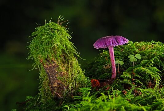 Jak zmyć farbę akrylową z pędzla?