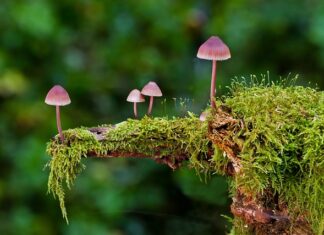 Czym formować gąbkę? Czym formować gąbkę?