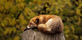 Co oznacza czerwony kolor LED?