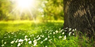 Czy obcinać przekwitłe kwiaty róży?