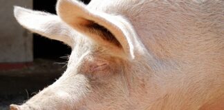 Co to jest rzaz piły?