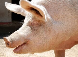 Co to jest rzaz piły? Co to jest rzaz piły?