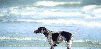 Jak długo trzeba moczyć róże przed posadzeniem?