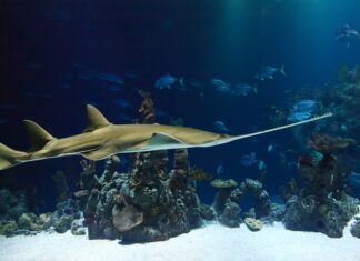 Która piła STIHL jest najlepsza?