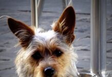 identyfikator dla psa