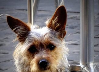 Identyfikator dla psa – nie tylko praktyczny, ale i stylowy dodatek! identyfikator dla psa