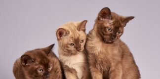 Qué cosas interesantes hay en Madrid?