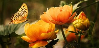 Cuál es el plato más famoso de España?