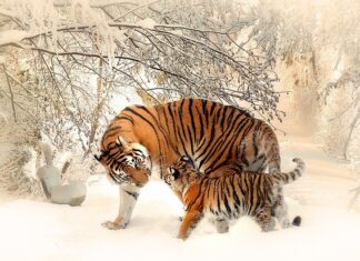 Qué hacer en Madrid que no sea lo tipico?