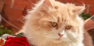 Qué cobra Jordi Cruz en MasterChef?