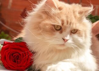 Qué cobra Jordi Cruz en MasterChef?