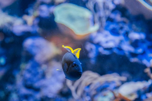 pexels-christian-alemu-127251395-31047030 akwarium